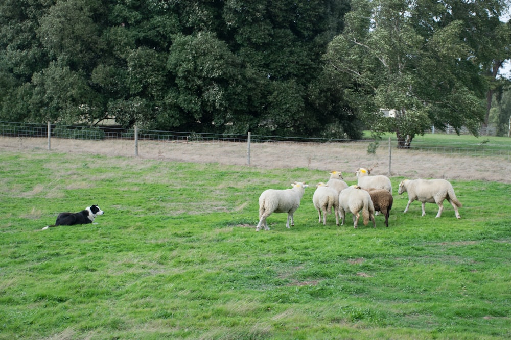 a herd of sheep grazing on top of a lush green field