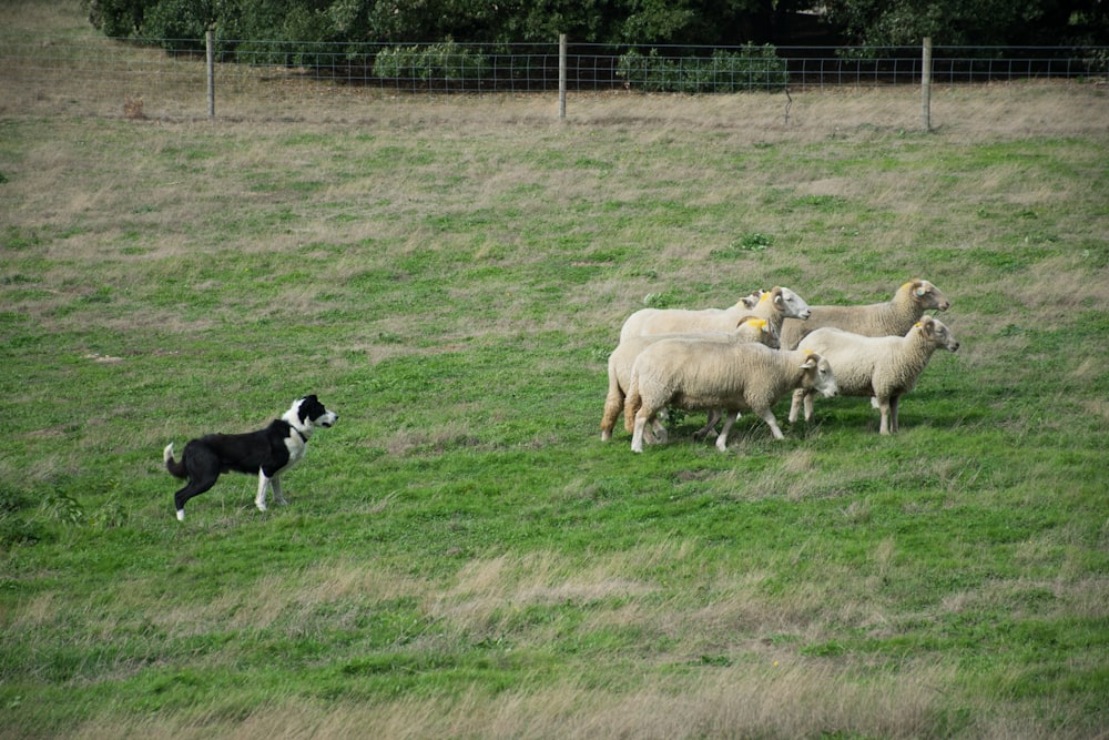 a herd of sheep standing on top of a lush green field