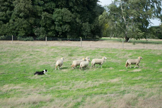 a herd of sheep standing on top of a lush green field