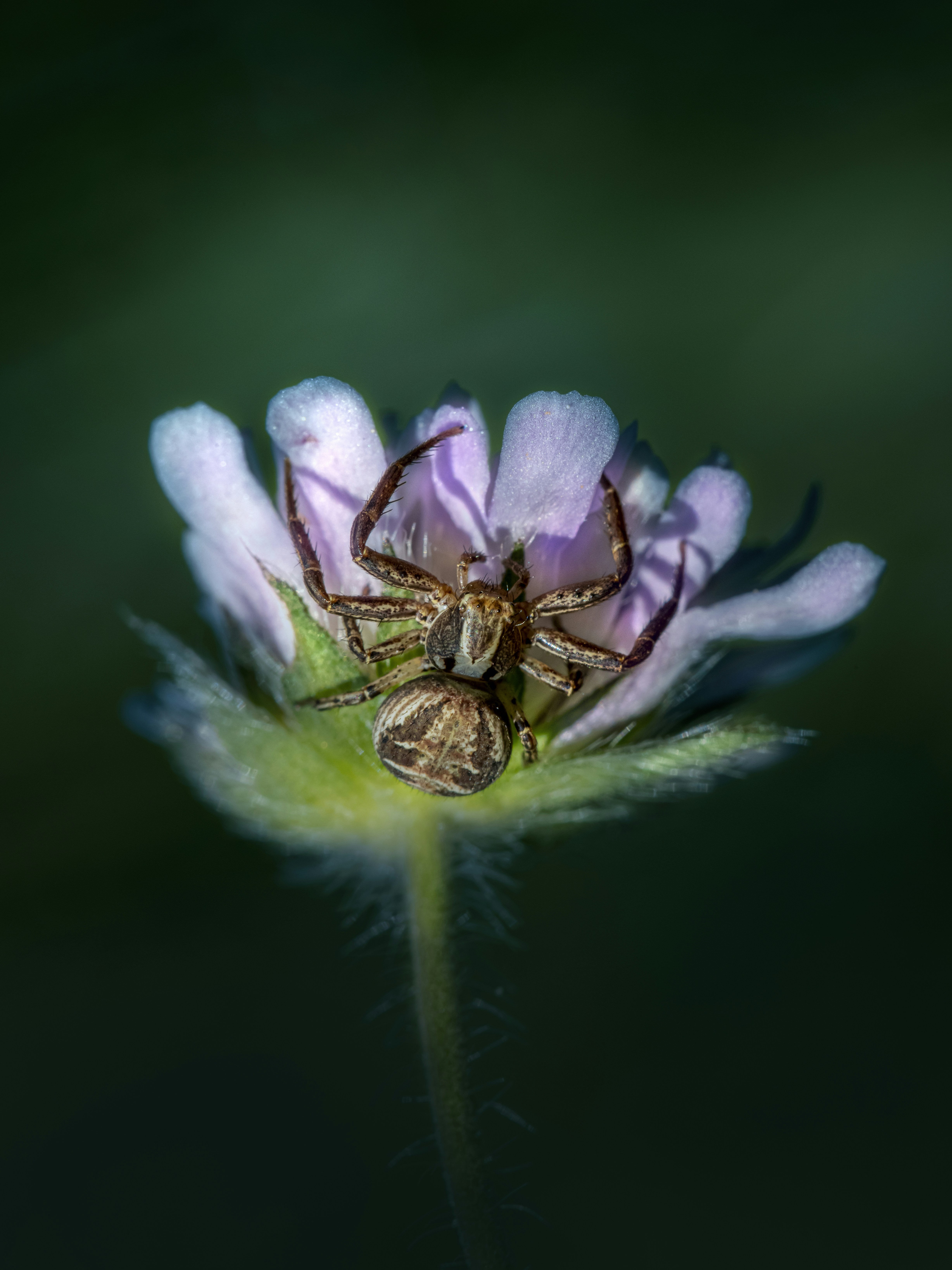 Creepy Flowers Pictures | Download Free Images on Unsplash