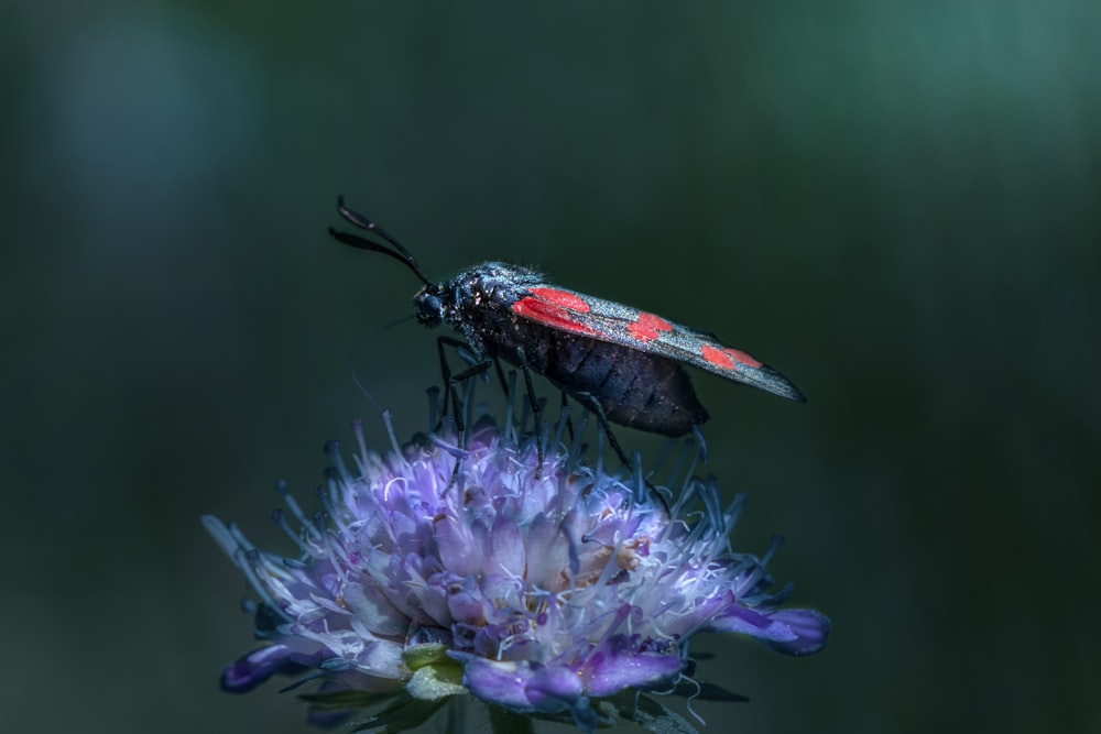 a bug sitting on top of a purple flower