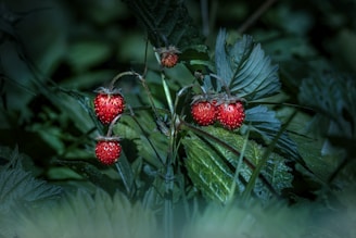 a couple of berries that are on a plant