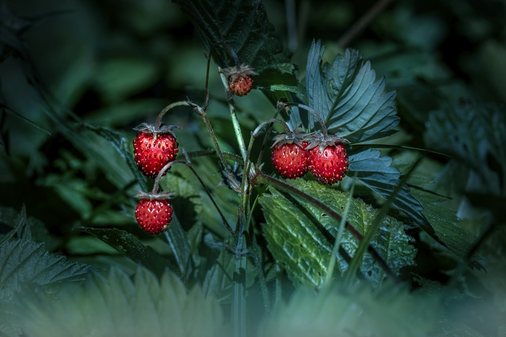 a couple of berries that are on a plant