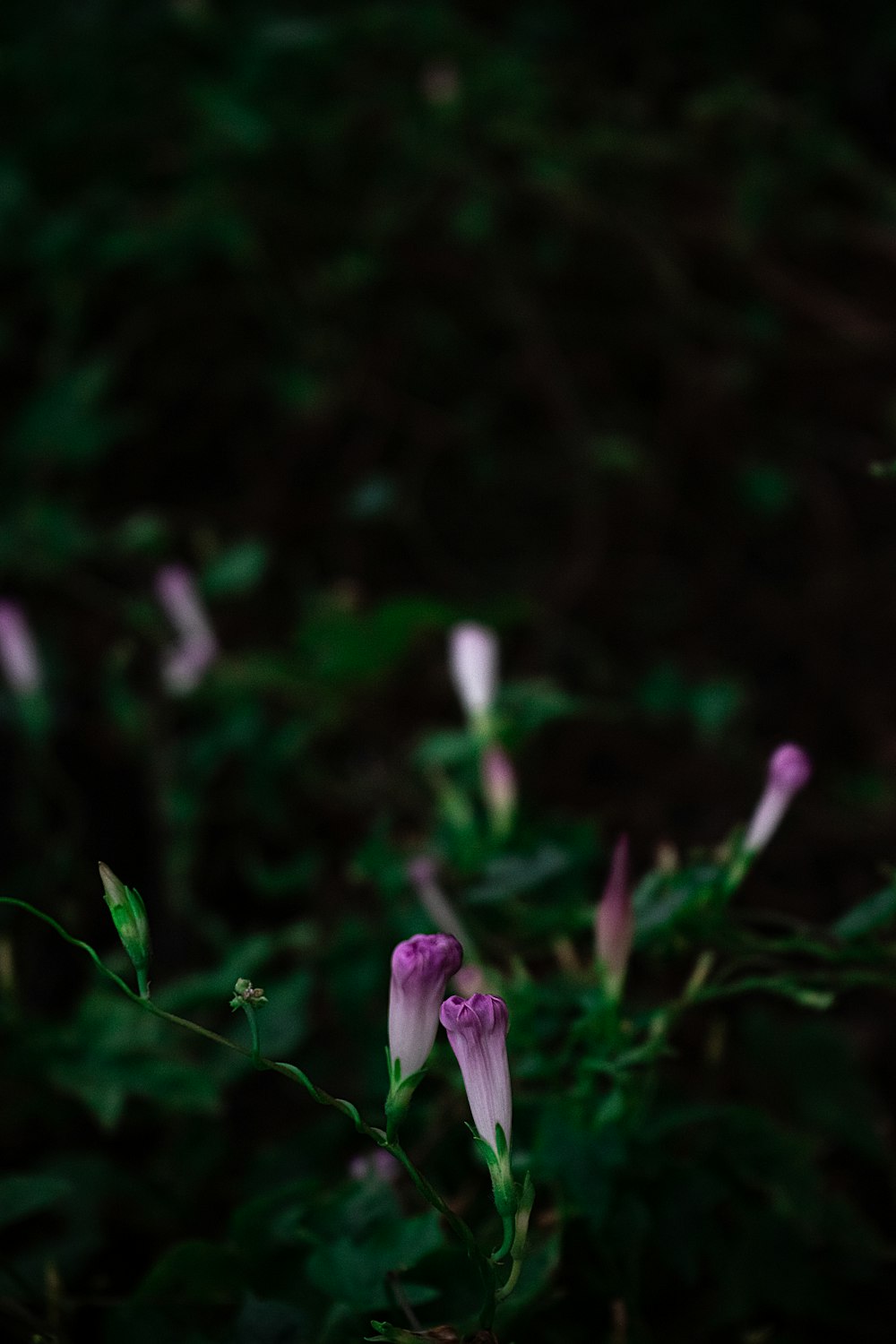 a group of flowers that are in the grass