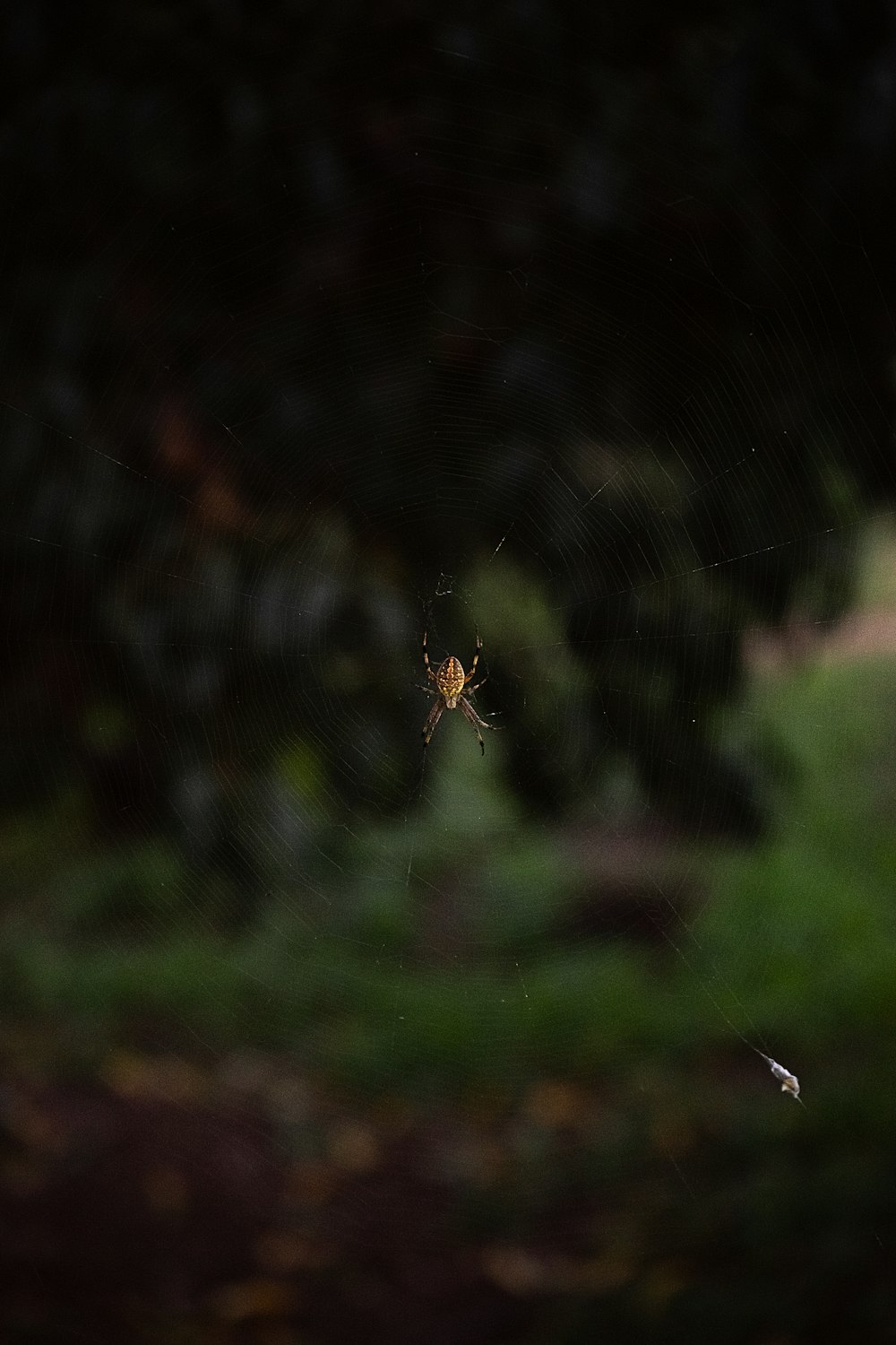 a spider sitting on its web in the middle of a forest