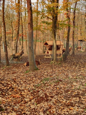 A forest scene during autumn with several deer scattered among the trees. The forest floor is covered with fallen leaves in shades of brown and orange. There is a wooden structure, possibly a feeding station, in the middle of the scene. The trees are tall and thin, with a mix of bare branches and some retaining colorful autumn leaves.