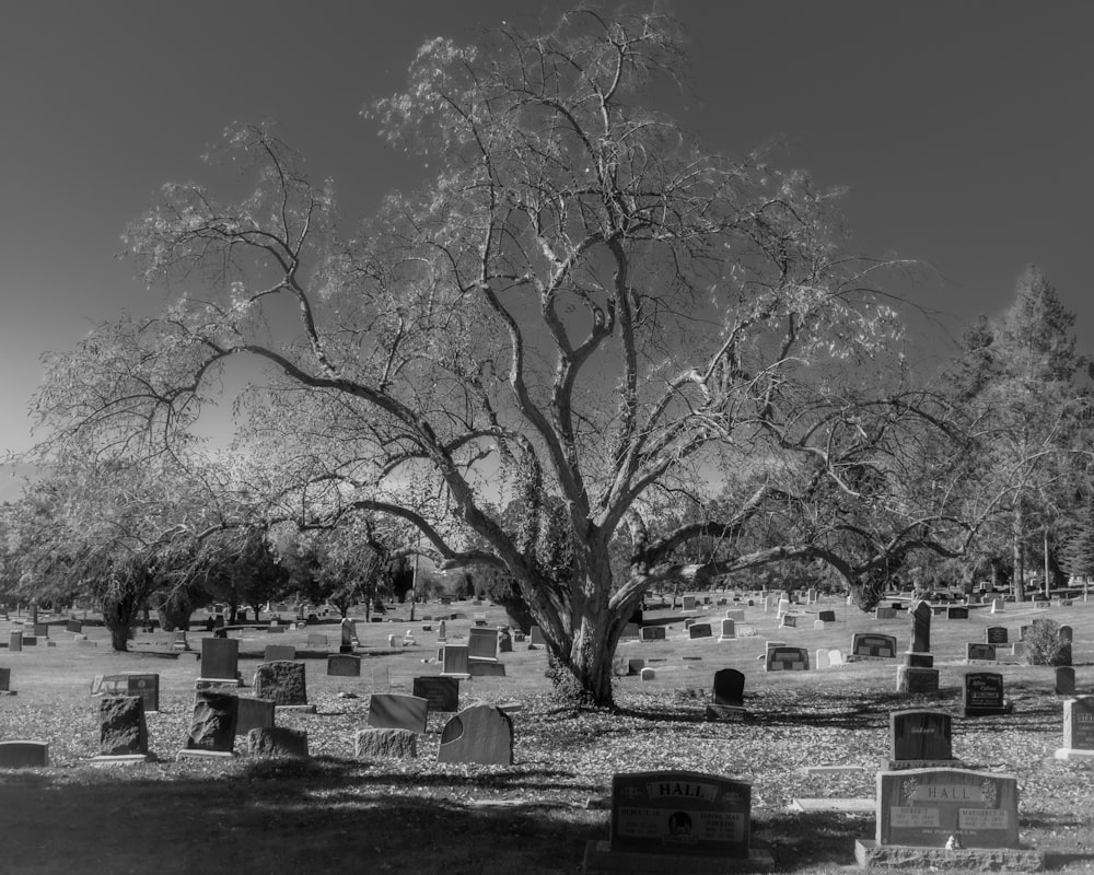 a black and white photo of a tree in a cemetery