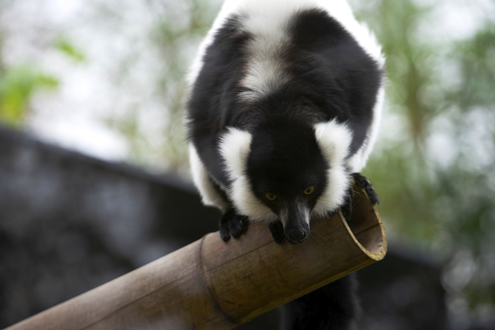 a black and white monkey sitting on top of a wooden stick