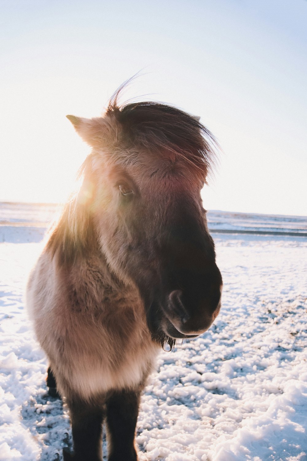 a brown and white horse standing in the snow