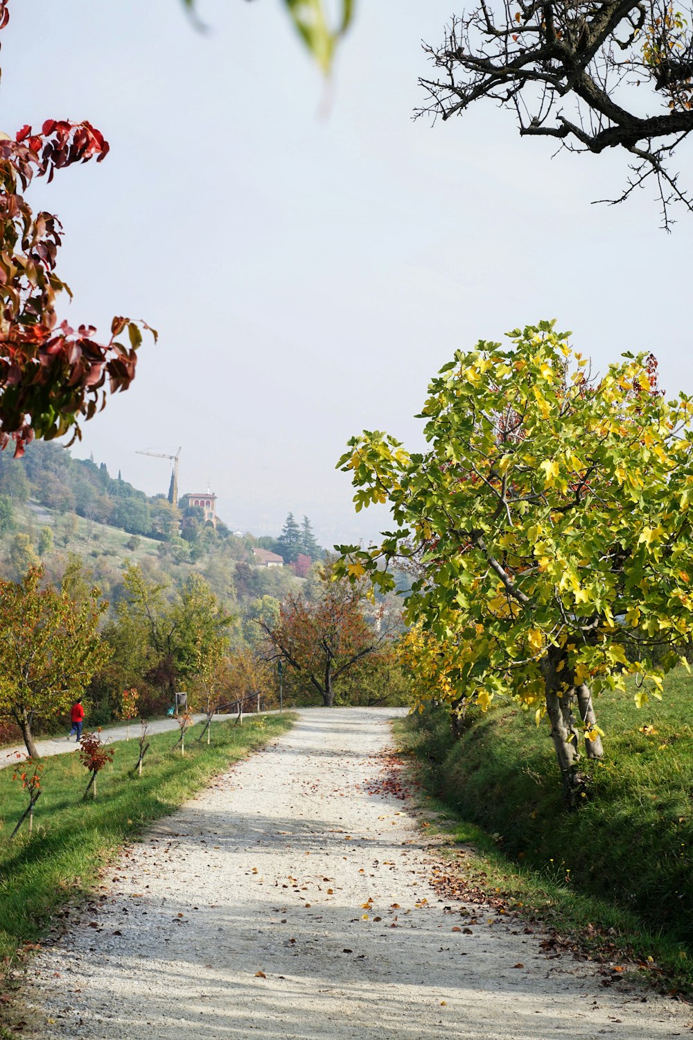 a dirt road surrounded by trees and grass