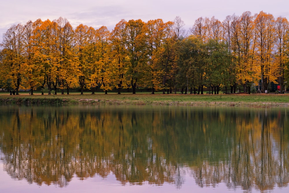 a body of water surrounded by lots of trees