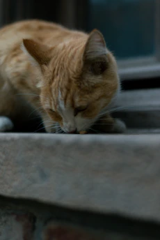 A calm cat sniffing fresh organic cassava cat litter in a clean litter box.