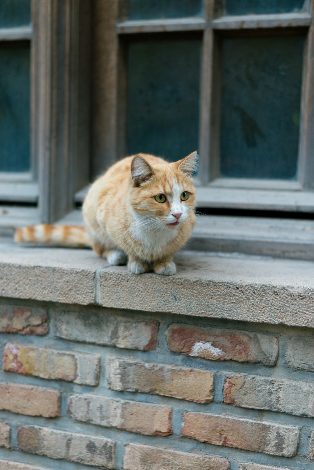 an orange and white cat sitting on top of a window sill