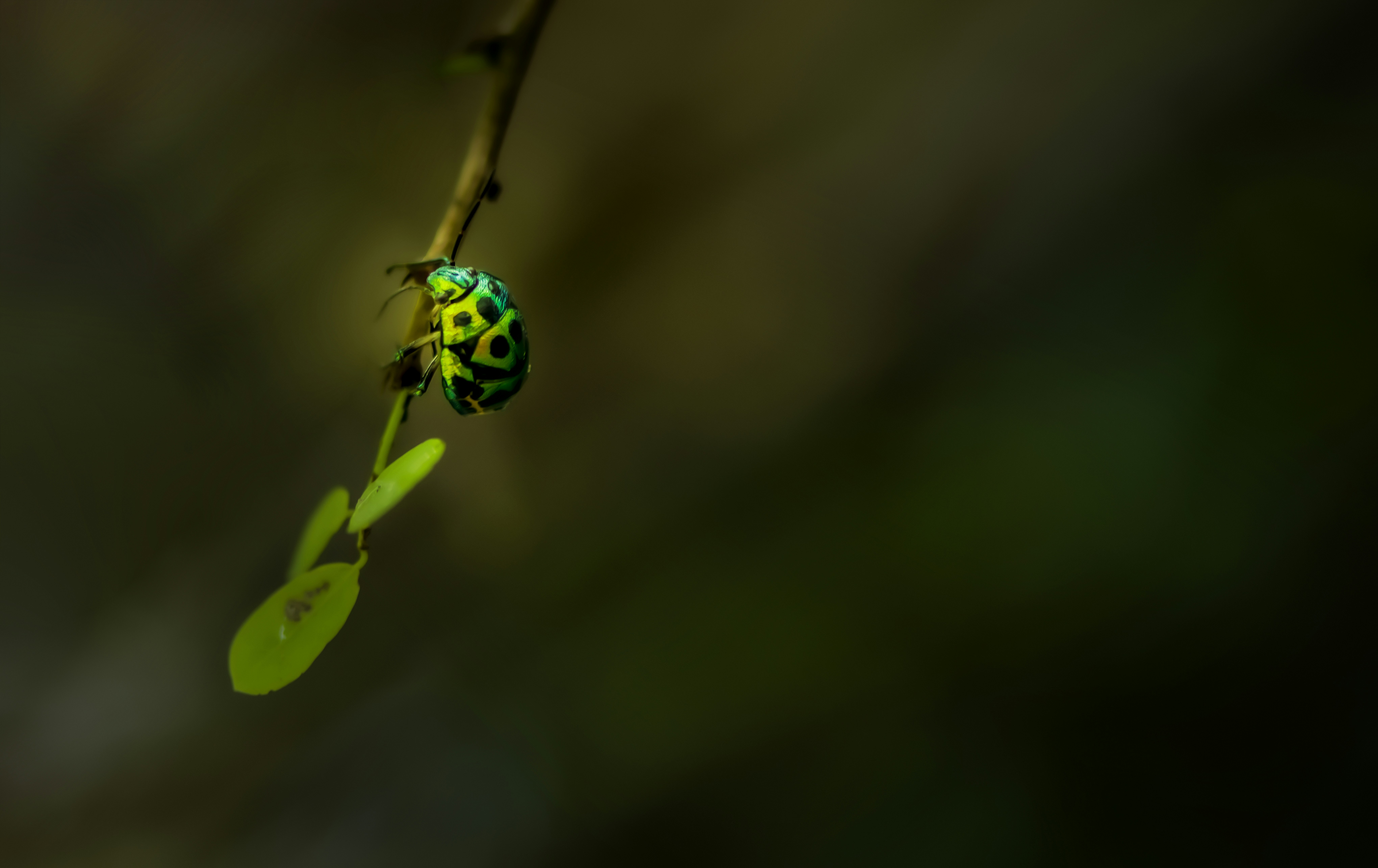 Photo by mohomed_asif