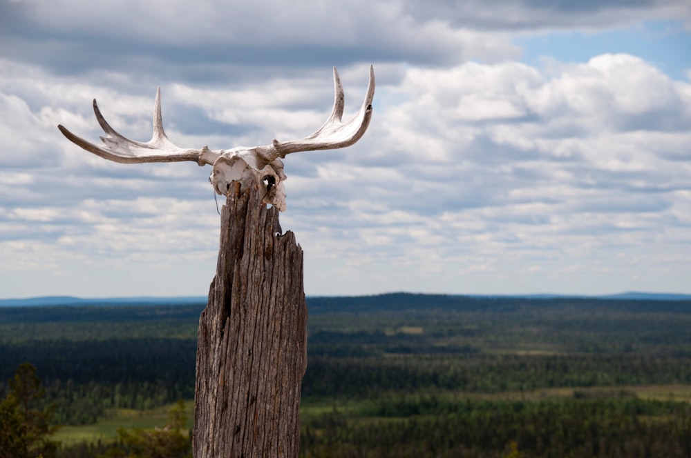 a deer's head on top of a tree stump