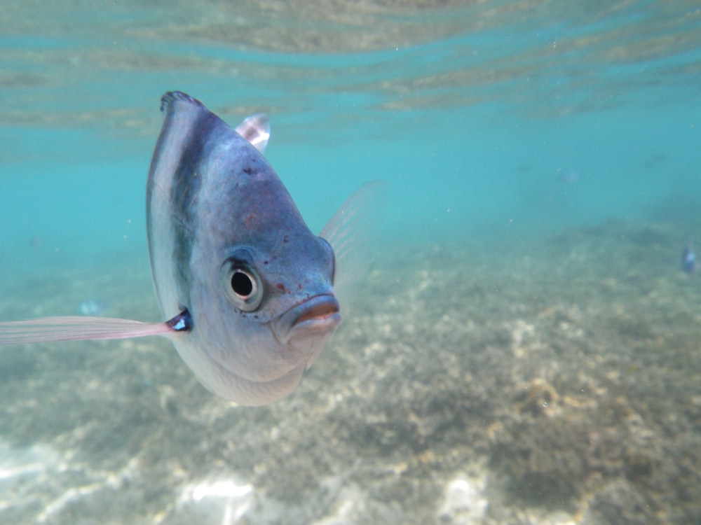 ein Fisch, der im Wasser schwimmt