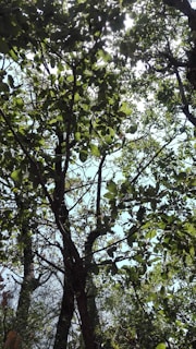 Sunlight filtering through dense trees in Morro do Chapéu's green valleys.