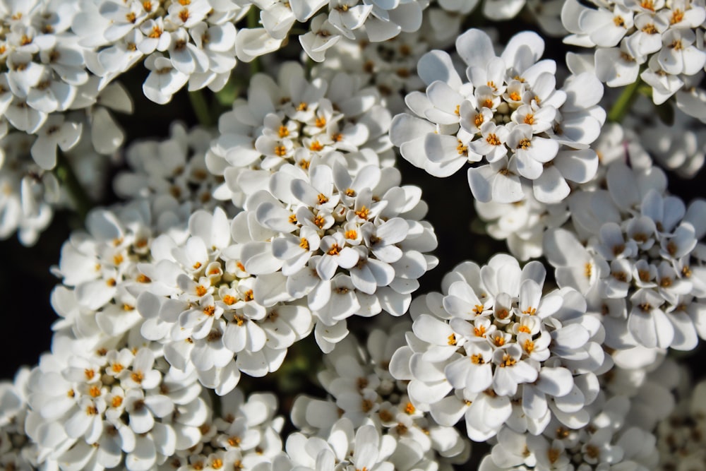 a bunch of white flowers that are blooming