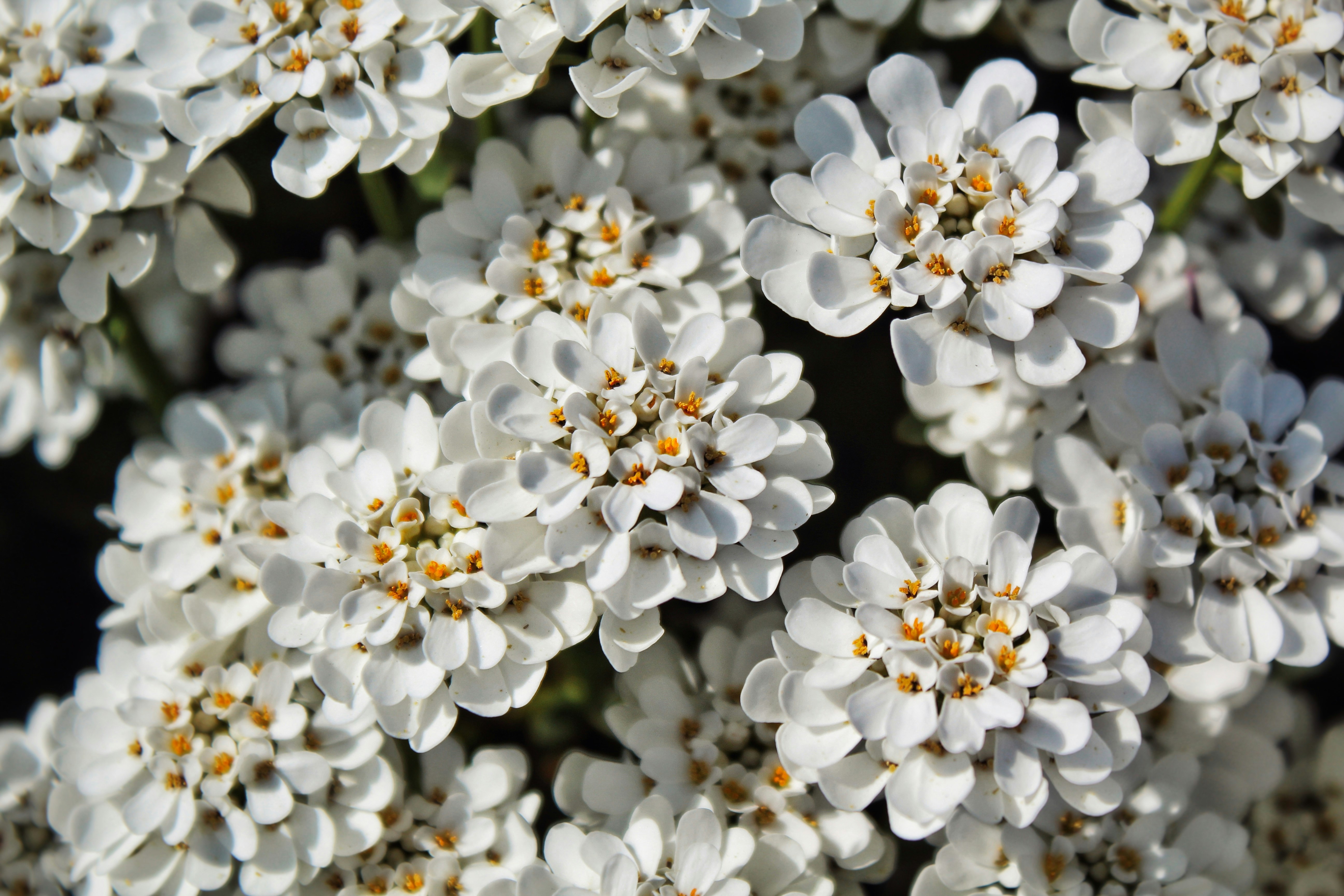 Parterre de fleurs blanches