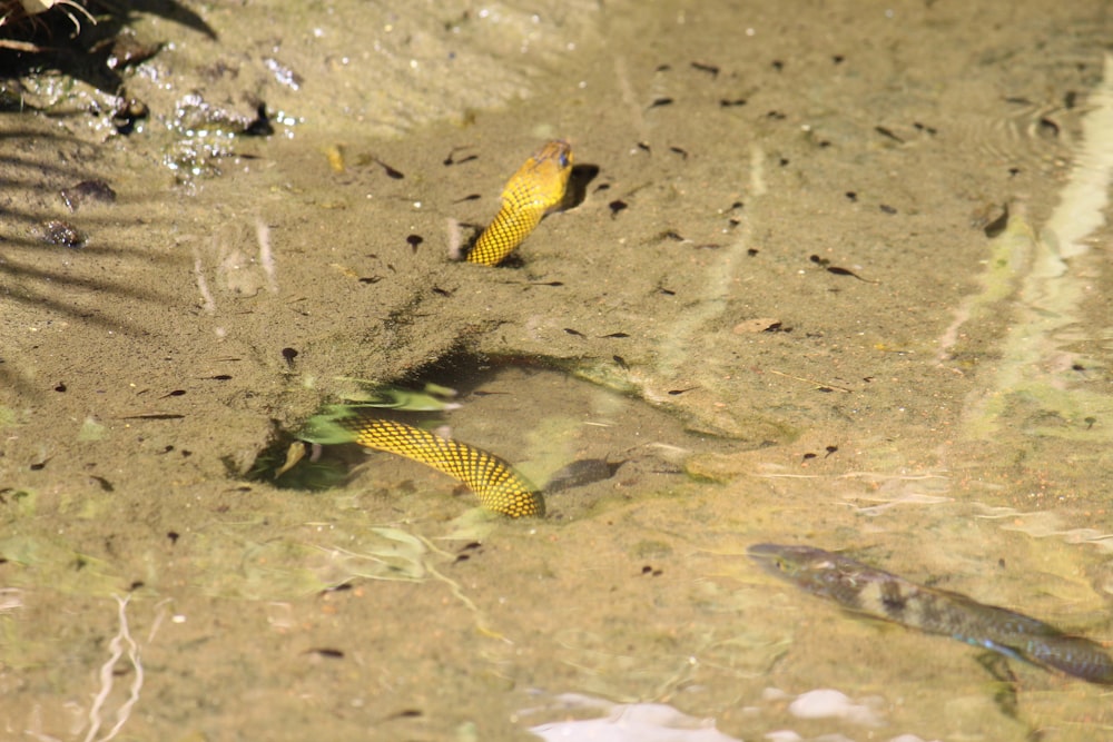 a group of fish swimming in a pond