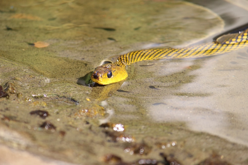a snake in a pool of water with a yellow head