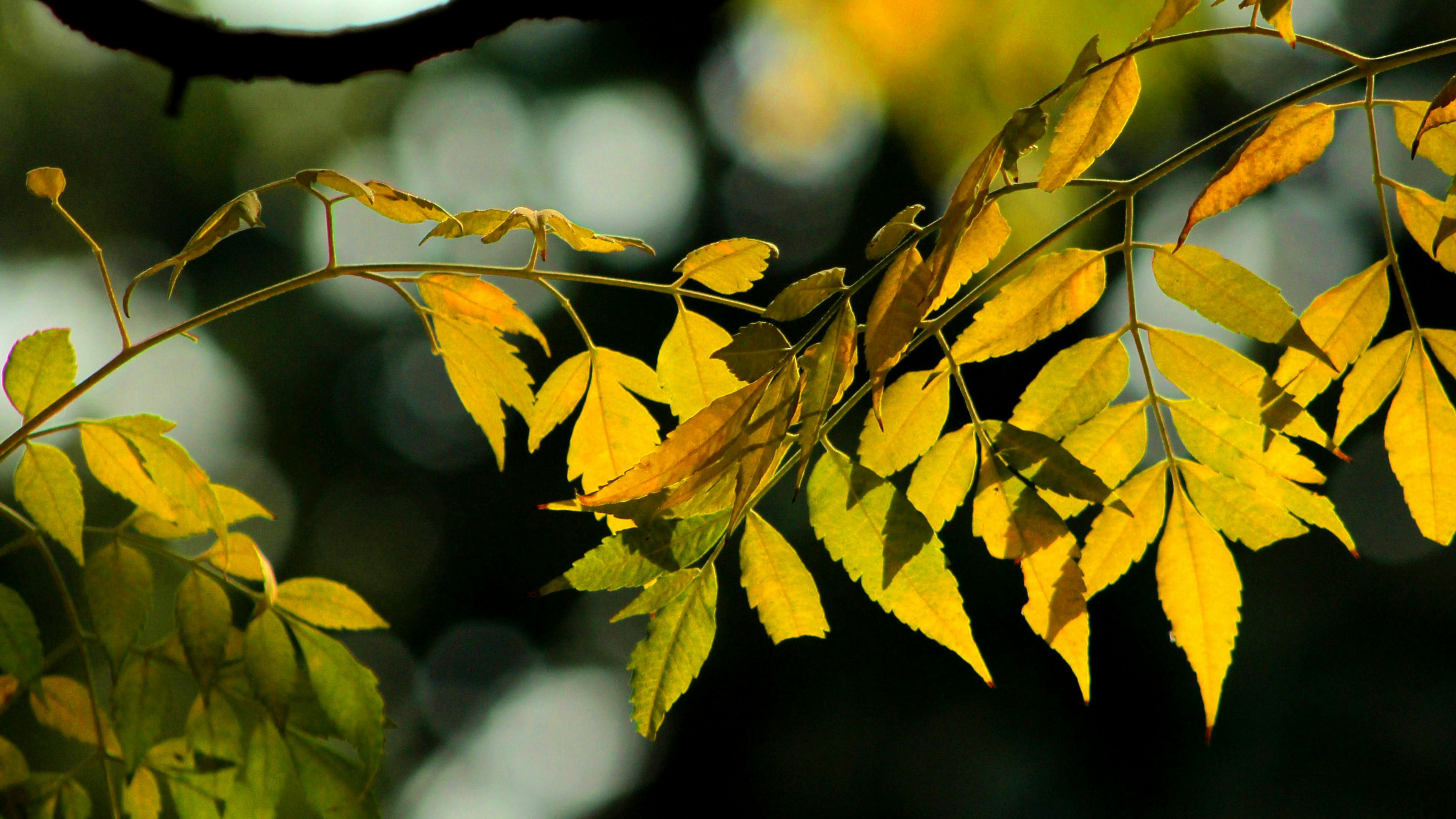 Photo by assadtanoli