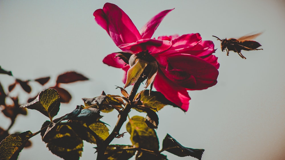 a pink flower with a bee flying in the background