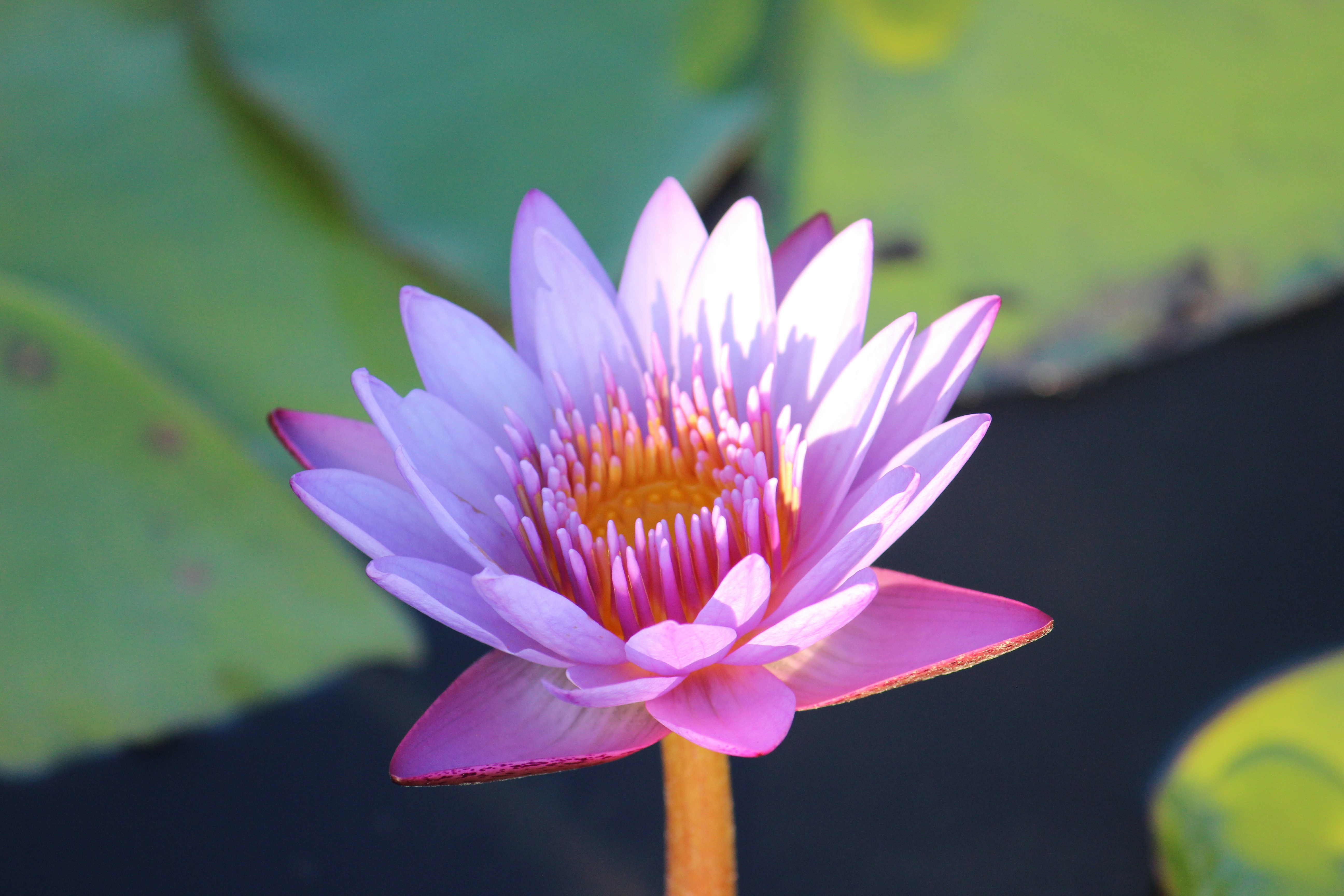 Photo by osmardosanjos