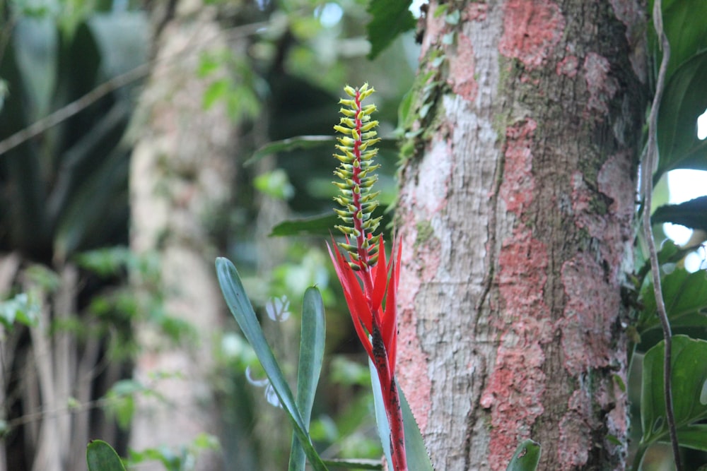a red flower growing on the side of a tree