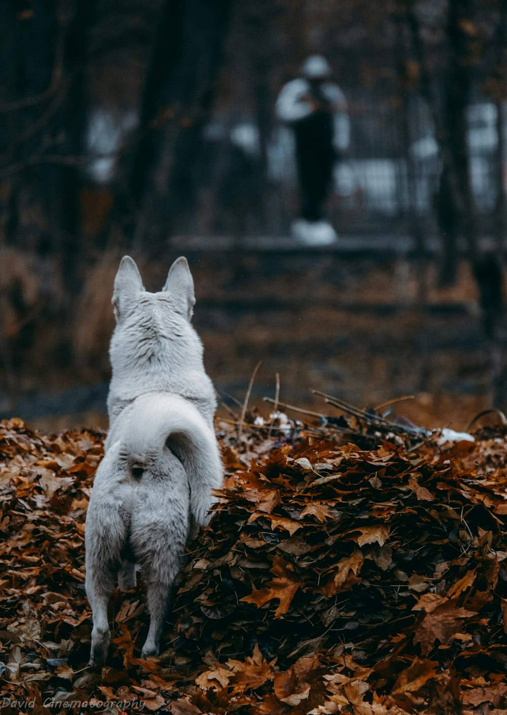 a white dog standing on top of a pile of leaves