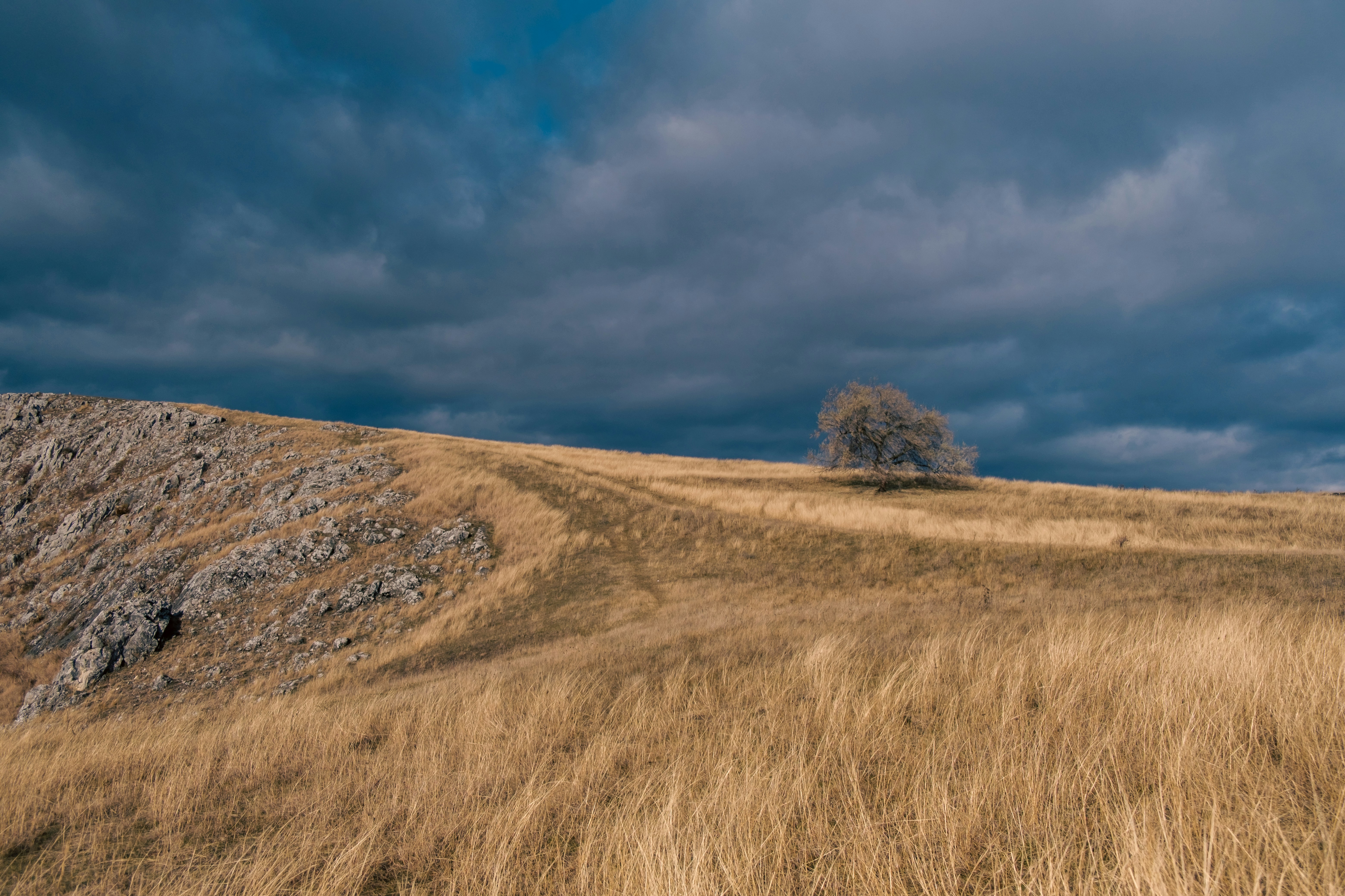 a lone tree on a grassy hill under a cloudy sky