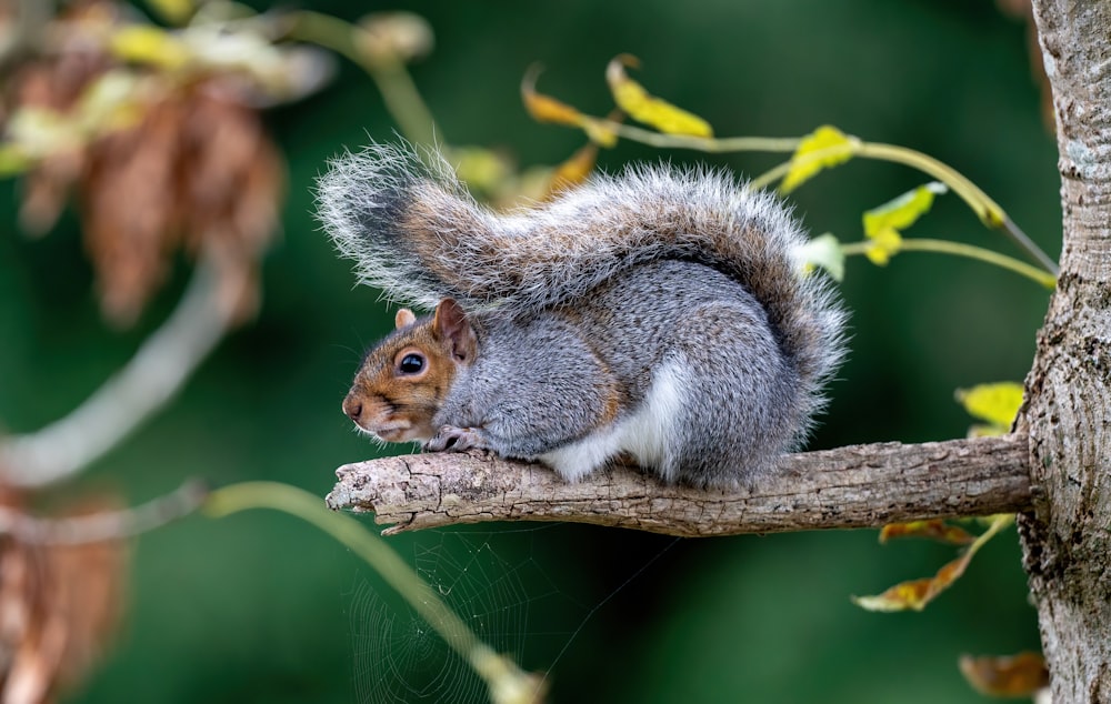 a squirrel is sitting on a tree branch