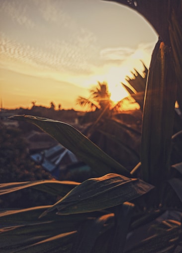 Sunset view with vibrant orange and yellow hues illuminating the sky, framed by silhouetted tropical leaves and a palm tree. The natural light casts a warm, serene glow over the landscape, creating a tranquil atmosphere.