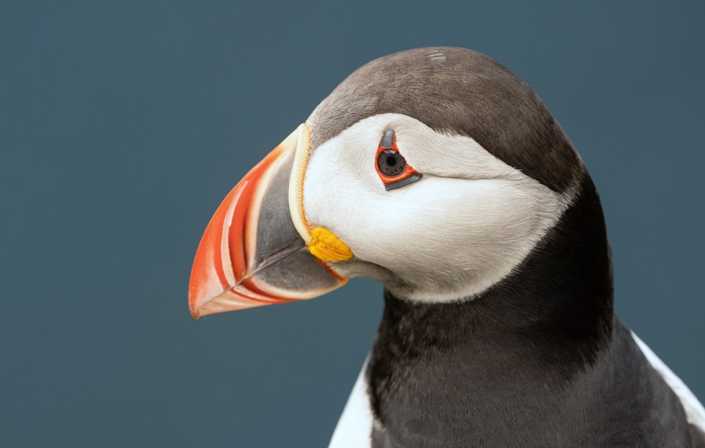 a close up of a bird with an orange beak