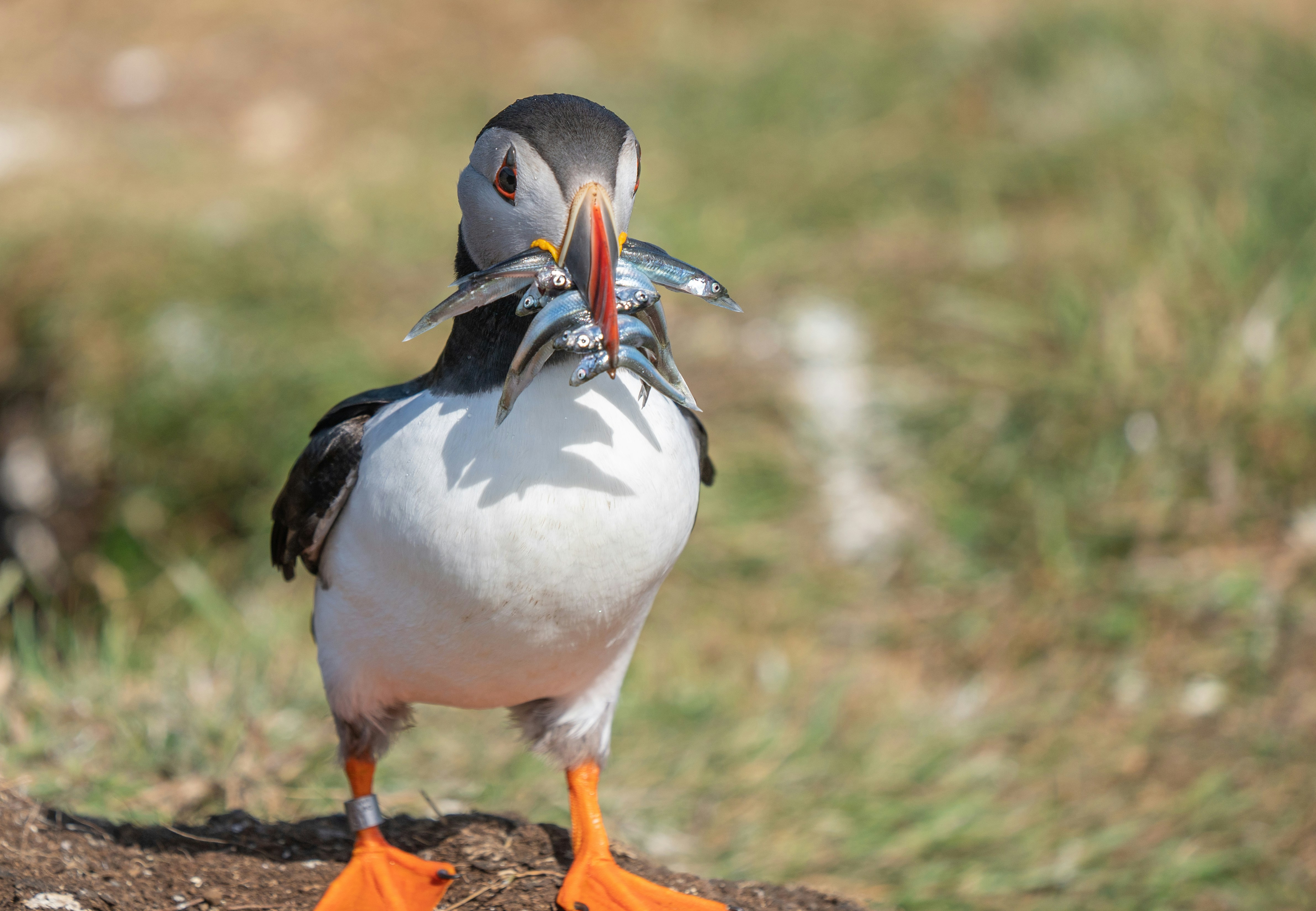 A bird with a fish in it's beak photo – Free Animal Image on Unsplash