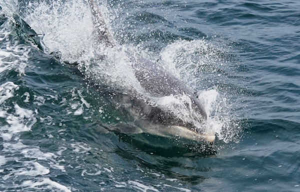 Lowcountry Watersports Dolphin Cruise