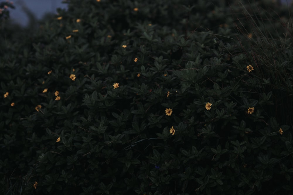 a bush with yellow flowers in the dark