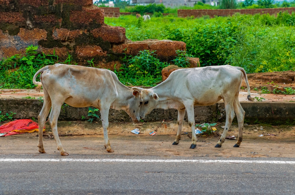 a couple of cows standing on the side of a road