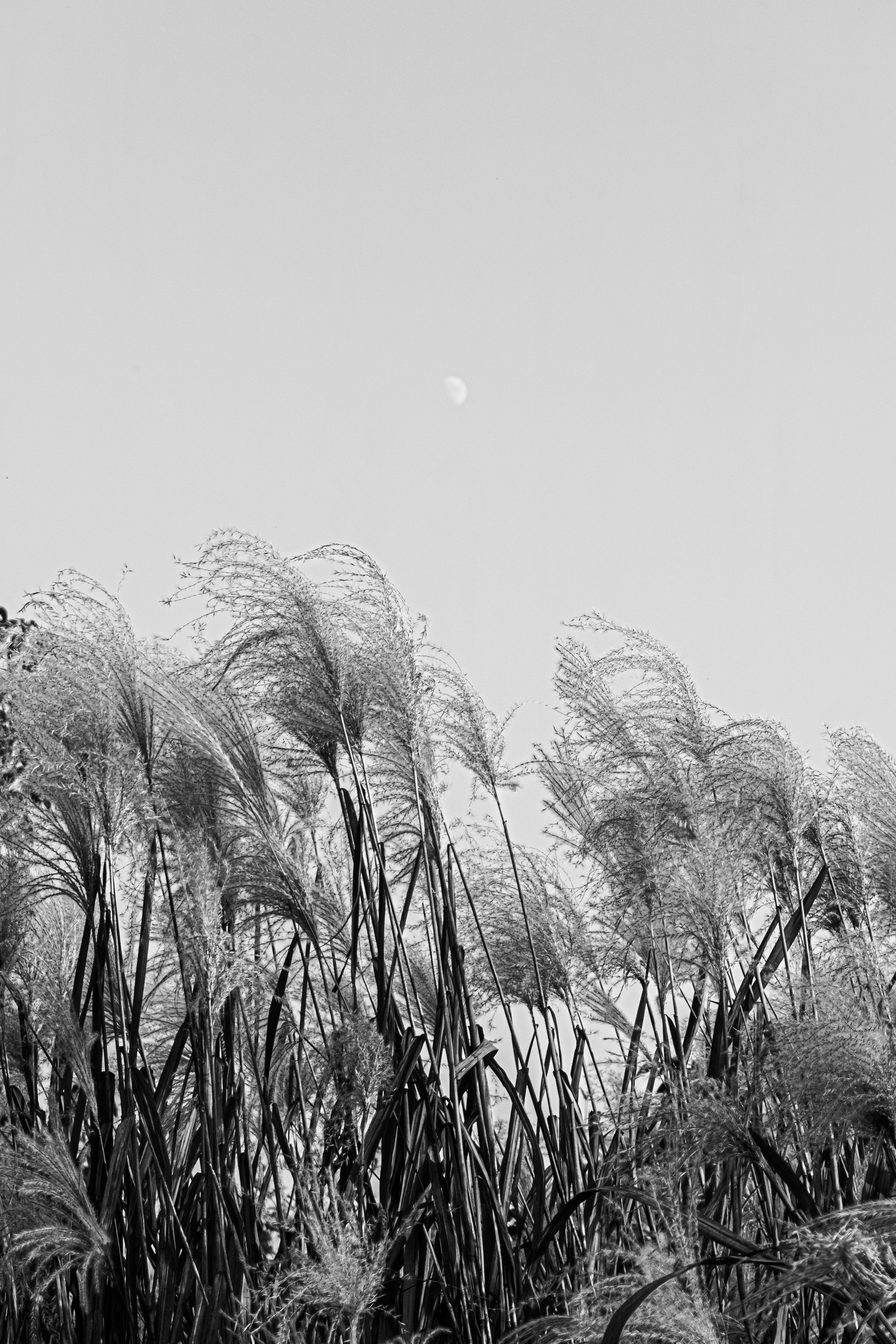 A group of bushes and trees photo Free Grey Image on Unsplash