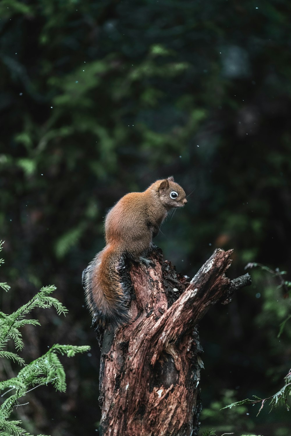 a squirrel sitting on top of a tree stump