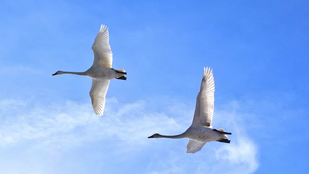 two white birds flying in the blue sky