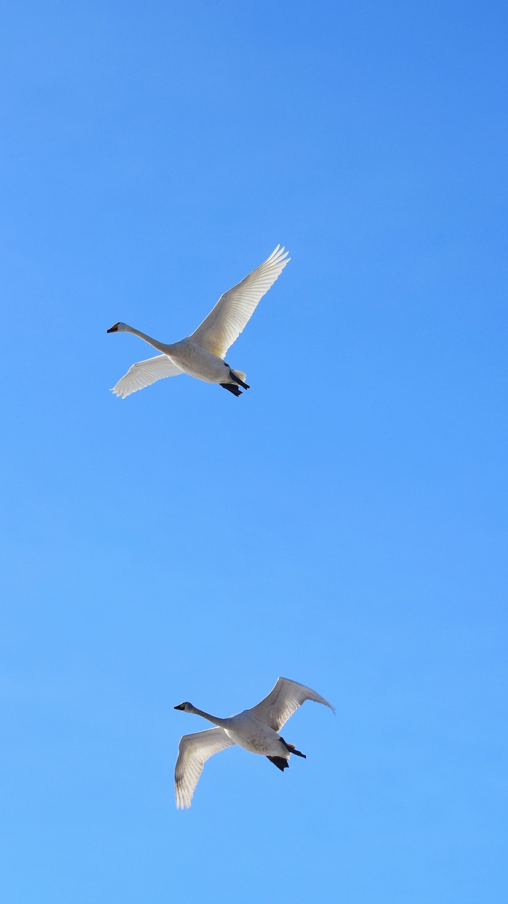 two white birds flying through a blue sky