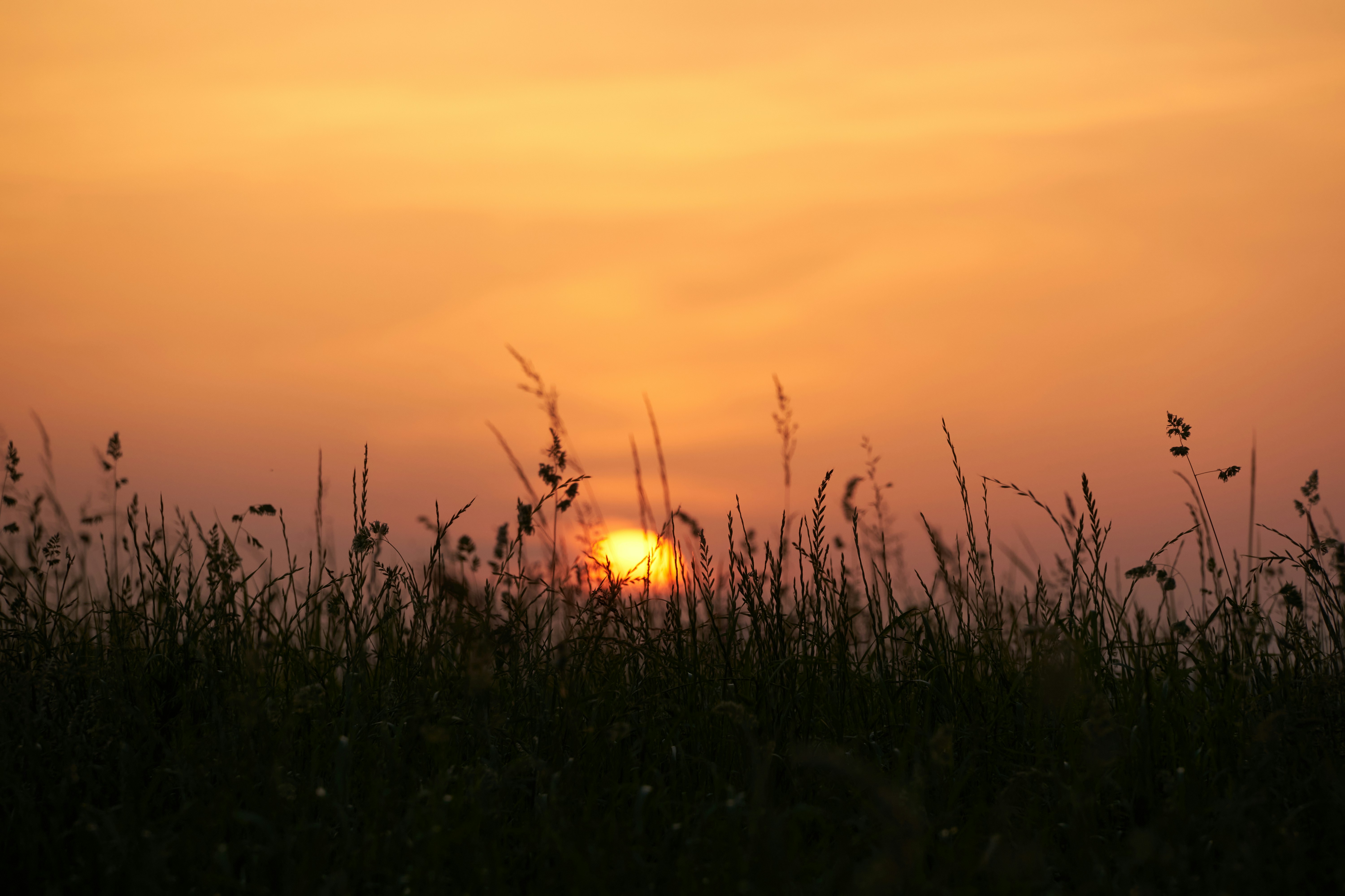 Photo by wolfgang_hasselmann