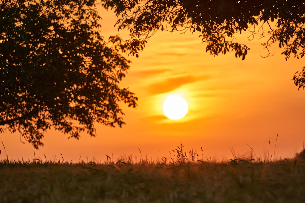 a giraffe standing in a field at sunset