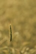 a close up of a plant with a blurry background