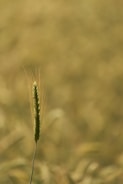 a close up of a plant with a blurry background