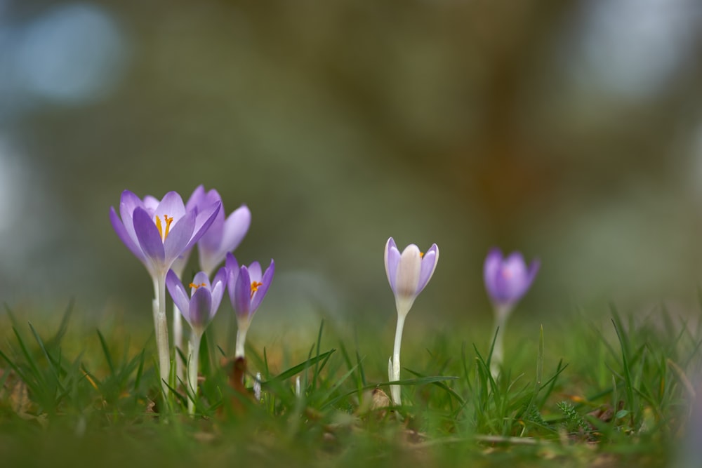 a group of purple flowers sitting on top of a lush green field