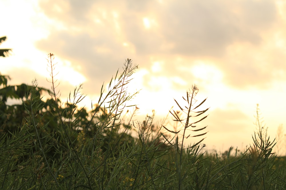 a grassy field with trees and clouds in the background