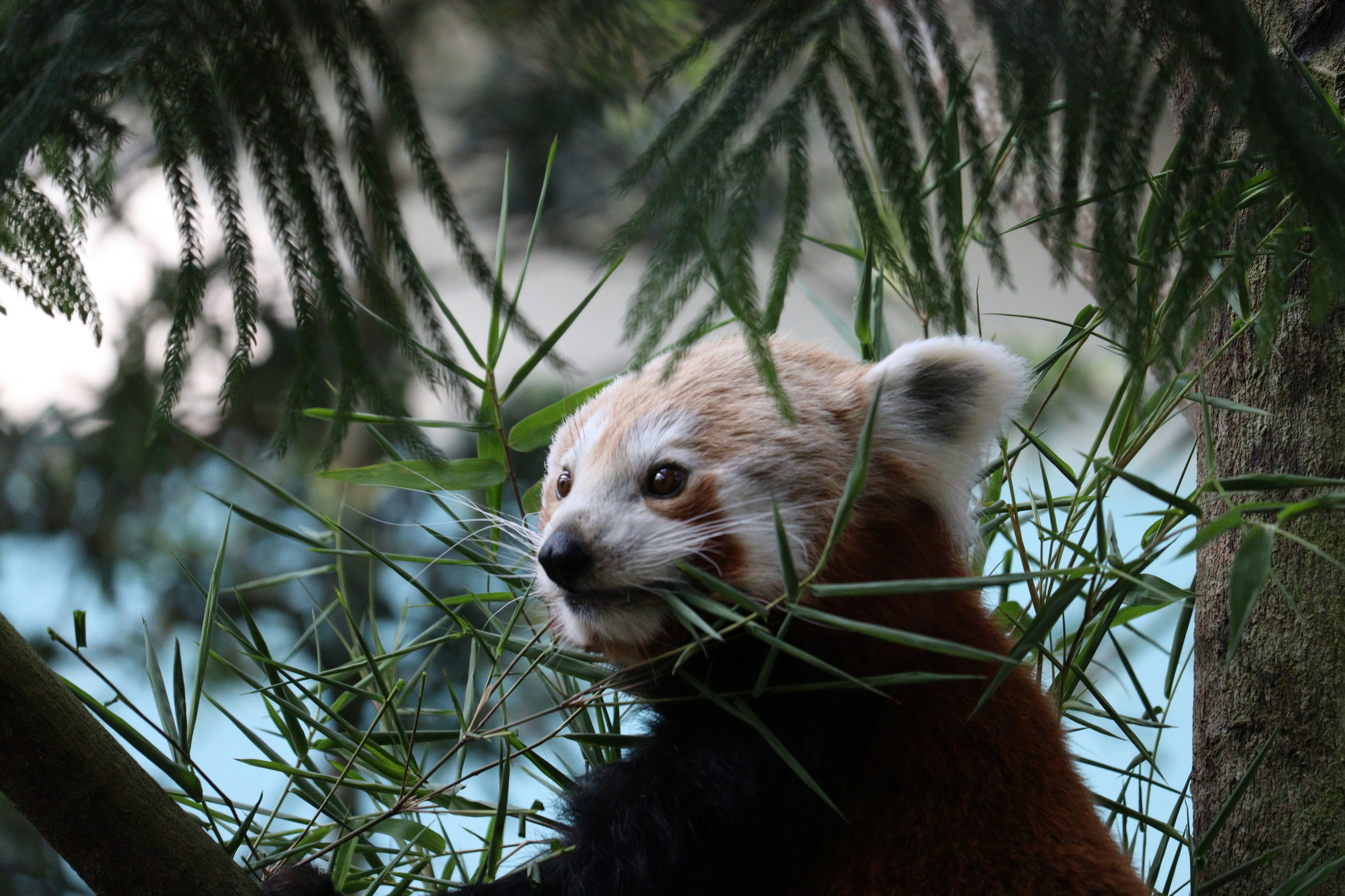 The Elusive Red Panda: A Glimpse into Its Life and Habitat in Tibet