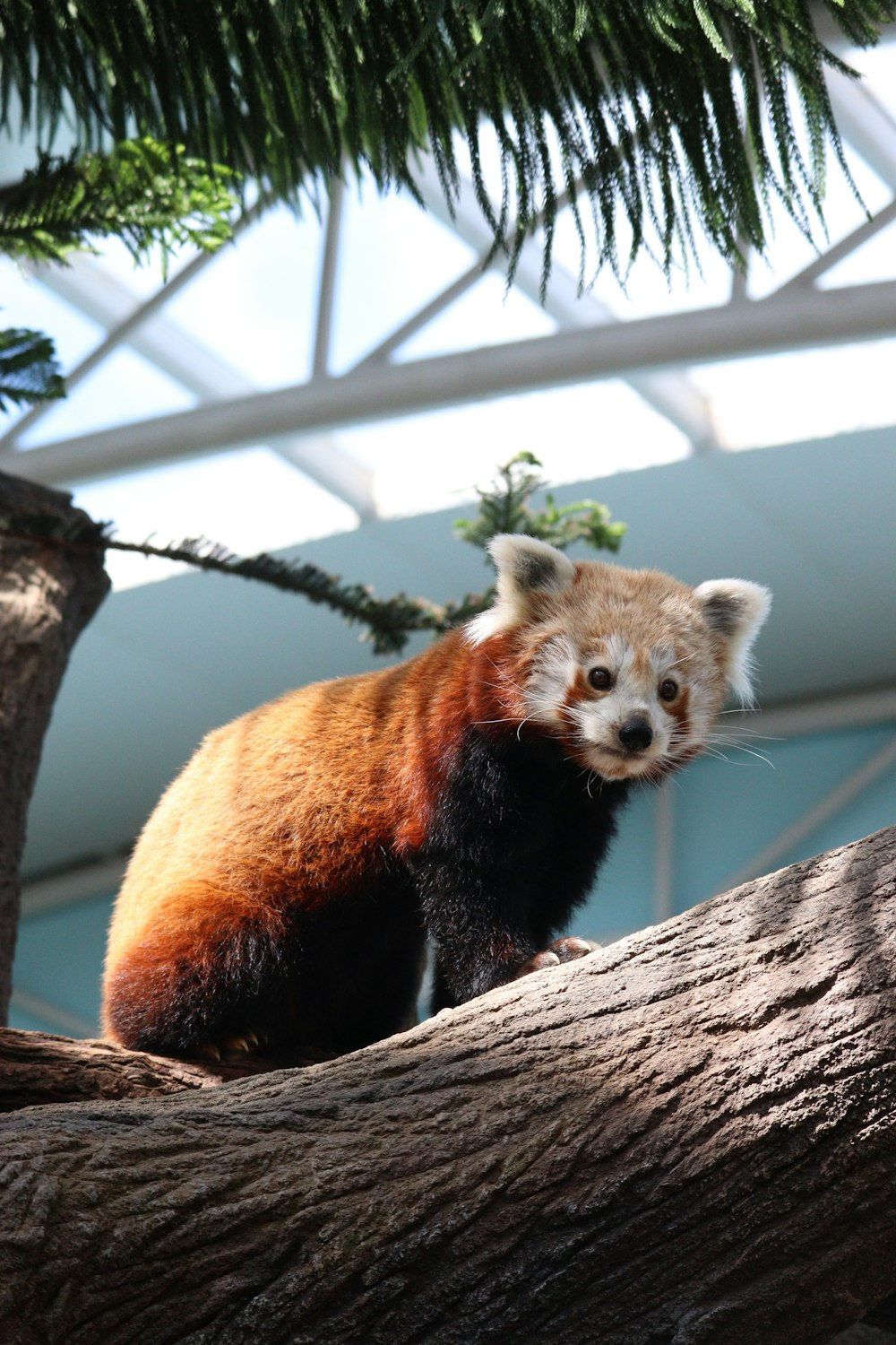 a red panda sitting on top of a tree branch